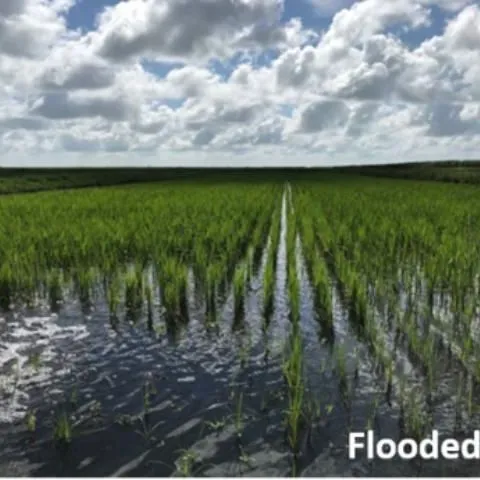 thumbnail for publication: Soil Health Response of Histosols to Flooded versus Dry-Fallow Conditions during Summer